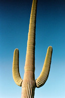 Queen Cacti